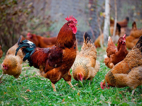 Породы куриц | ЗооТом - продажа, вязка и услуги для животных в Урус-Мартане
