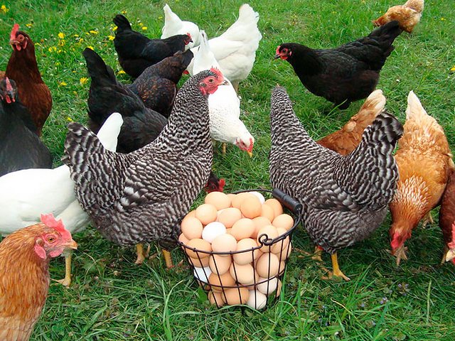 Содержание кур и уход за ними | ЗооТом - продажа, вязка и услуги для животных в Урус-Мартане