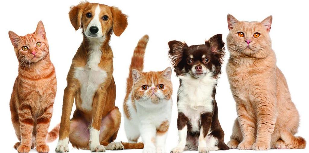 Доска объявлений о животных | ЗооТом - продажа, вязка и услуги для животных в Урус-Мартане