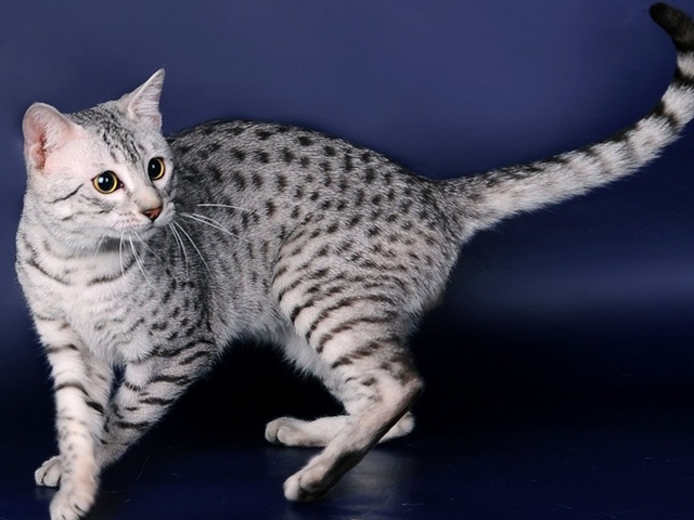Породы кошек в Урус-Мартане | ЗооТом портал о животных
