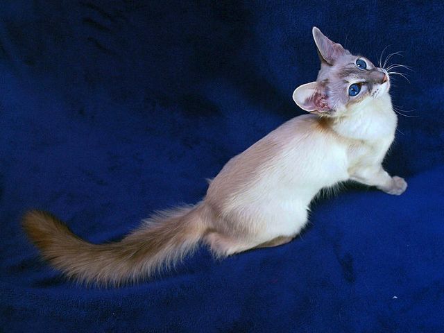 Выведенные породы кошек в Урус-Мартане | ЗооТом портал о животных