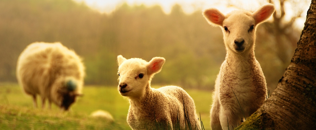 Объявления о сельскохозяйственных животных | ЗооТом - продажа, вязка и услуги для животных в Урус-Мартане