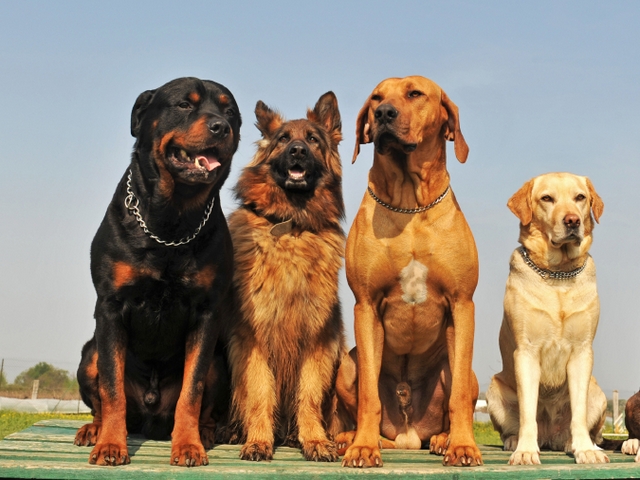 Крупные породы собак в Урус-Мартане | ЗооТом портал о животных